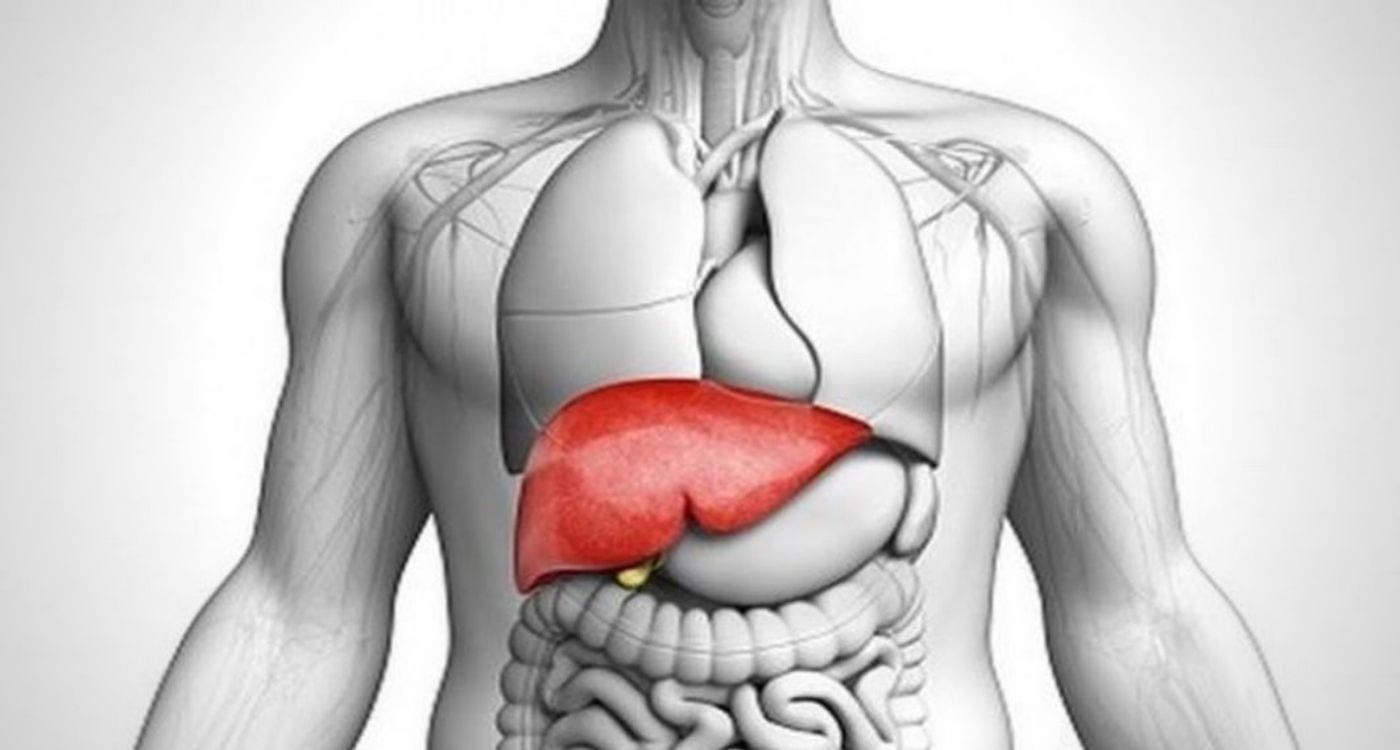 Liver Support